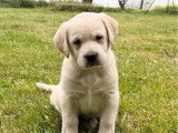 4 chiots Retriever du Labrador sable LOF à réserver