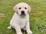 4 chiots Retriever du Labrador sable LOF à réserver