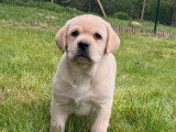 4 chiots Retriever du Labrador sable LOF à réserver