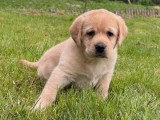 4 chiots Retriever du Labrador sable LOF à réserver