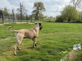 Chien Cane Corso mâle LOF né en mars 2025 à vendre
