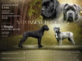 Chien Cane Corso mâle LOF né en mars 2025 à vendre