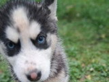 A vendre, 4 chiots Husky de Sibérie non LOF nés en novembre 2025