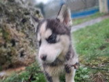 A vendre, 4 chiots Husky de Sibérie non LOF nés en novembre 2025