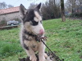 A vendre, 4 chiots Husky de Sibérie non LOF nés en novembre 2025