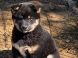 Deux chiots femelles Shiba Inu à vendre non LOF nées en février 2026