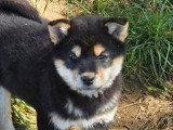 Deux chiots femelles Shiba Inu à vendre non LOF nées en février 2026