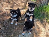 Deux chiots femelles Shiba Inu à vendre non LOF nées en février 2026