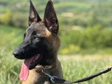 1 Chiot Malinois de novembre 2025LOF mâle à vendre LOF