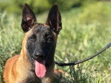 1 Chiot Malinois de novembre 2025LOF mâle à vendre LOF