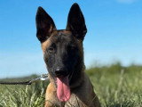 1 Chiot Malinois de novembre 2025LOF mâle à vendre LOF