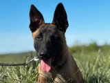 1 Chiot Malinois de novembre 2025LOF mâle à vendre LOF