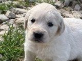 Portée de chiots Golden Retriever non LOF de mars 2026 à réserver