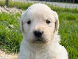 Portée de chiots Golden Retriever non LOF de mars 2026 à réserver