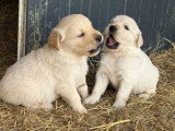 Portée de chiots Golden Retriever non LOF de mars 2026 à réserver