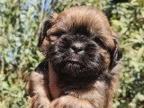 4 chiots Shih Tzu non LOF, 3 mâles fauves 1 femelle noire de mars 2026 à réserver
