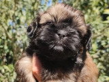 4 chiots Shih Tzu non LOF, 3 mâles fauves 1 femelle noire de mars 2026 à réserver