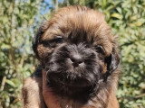 4 chiots Shih Tzu non LOF, 3 mâles fauves 1 femelle noire de mars 2026 à réserver