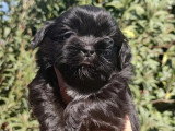 4 chiots Shih Tzu non LOF, 3 mâles fauves 1 femelle noire de mars 2026 à réserver