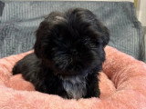 Chiot Shih Tzu LOF de février 2026 disponible à la vente