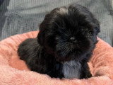 Chiot Shih Tzu LOF de février 2026 disponible à la vente