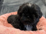 Chiot Shih Tzu LOF de février 2026 disponible à la vente