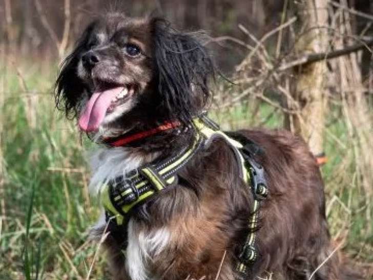 À adopter : chien tricolore de 9 ans