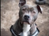 En attente d'un foyer : chien Staffordshire Américain Terrier de 6 ans gris et blanc