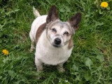 À adopter : chien Terrier Jack Russell de 13 ans au pelage tricolore