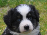 Yeux bleus
