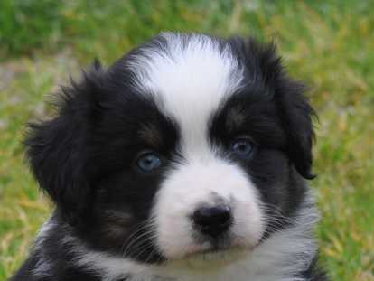 Yeux bleus