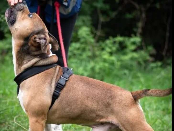 Adoption disponible : chien au pelage fauve charbonné de 6 ans