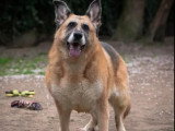 En quête d'un foyer : chienne Berger Allemand de 11 ans au pelage fauve charbonné