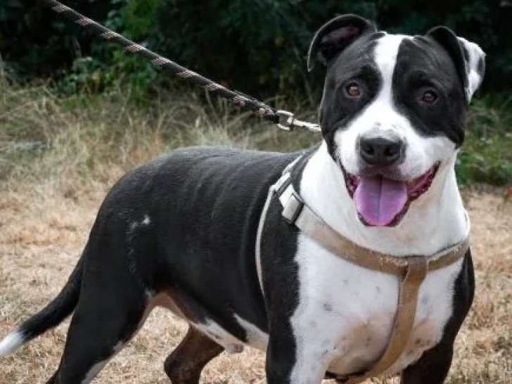 À la recherche d'une famille : chien Dogue de 4 ans noir et blanc