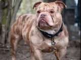 À adopter : chien American Bully de 3 ans au pelage tacheté