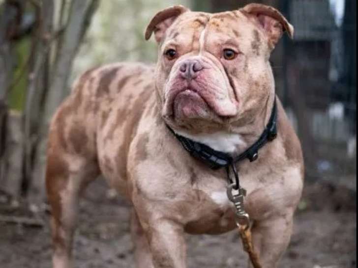 À adopter : chien American Bully de 3 ans au pelage tacheté