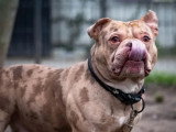 À adopter : chien American Bully de 3 ans au pelage tacheté