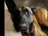 En attente d'un foyer : chien Berger Malinois de 3 ans au pelage fauve charbonné
