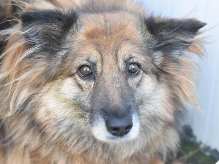 À accueillir : chienne au pelage fauve charbonné de 8 ans