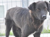 En attente d'un foyer : chien noir de 4 ans