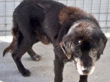 Chien noir de 14 ans en attente d'un foyer