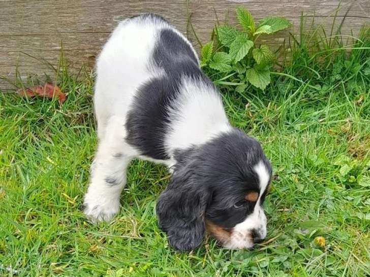 5 Cockers Anglais non LOF nés en février 2026 à vendre