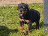 Chiot femelle Rottweiler non LOF à queue courtede janvier 2026 à vendre