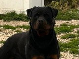 Chiot femelle Rottweiler non LOF à queue courtede janvier 2026 à vendre