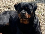 Chiot femelle Rottweiler non LOF à queue courtede janvier 2026 à vendre