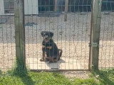 Chiot femelle Rottweiler non LOF à queue courtede janvier 2026 à vendre