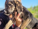Chiot mâle bringé de 2 mois prêt pour l'adoption