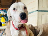 Chienne blanche de 2 ans à la recherche d'une famille