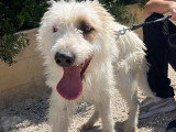 Chien blanc de 4 ans en quête d'un foyer
