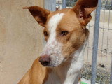 Chien fauve de 5 ans en attente d'adoption